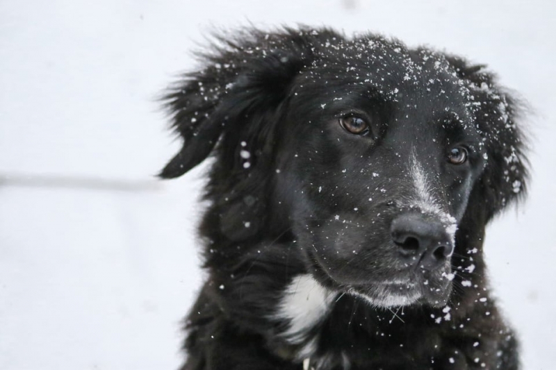 Briga o psu tokom zime - Hit Radio Pozarevac, Branicevski okrug