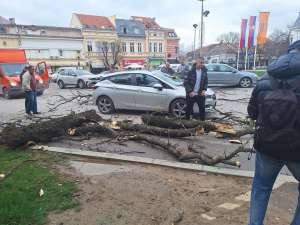 Požarevac: Grana pala na vozilo, vozač bez fizičkih povreda - Hit Radio Pozarevac, Branicevski okrug