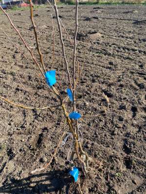 Novembar – pravo vreme za sadnju voća - Hit Radio Pozarevac, Branicevski okrug