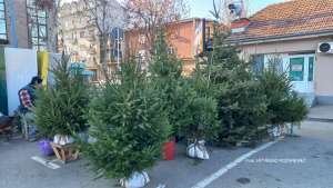 Novogodišnje jelke stigle u Požarevac, prodaja traje do kraja godine - Hit Radio Pozarevac, Branicevski okrug