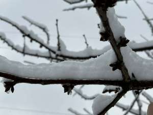 Sneg štiti voćke tokom zimskog mirovanja, oprez potreban kod mladih sadnica - Hit Radio Pozarevac, Branicevski okrug