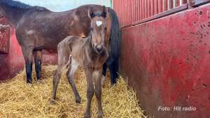 Na ergeli Ljubičevo rođeno prvo ždrebe u ovoj godini - Hit Radio Pozarevac, Branicevski okrug