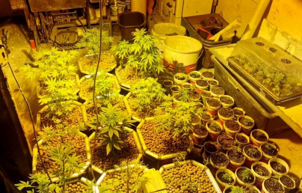 Pronađena improvizovana laboratorija za proizvodnju marihuane