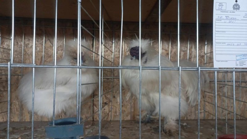 Izložba sitnih životinja – LJubimac, otvaranje 30. avgusta