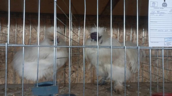 Izložba sitnih životinja – LJubimac, otvaranje 30. avgusta